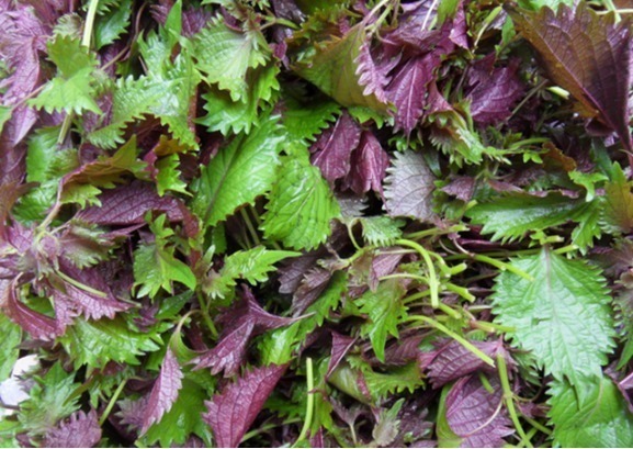 表寒|紫苏叶和紫苏对人体的益处,食用紫苏叶的好处,早看早知道