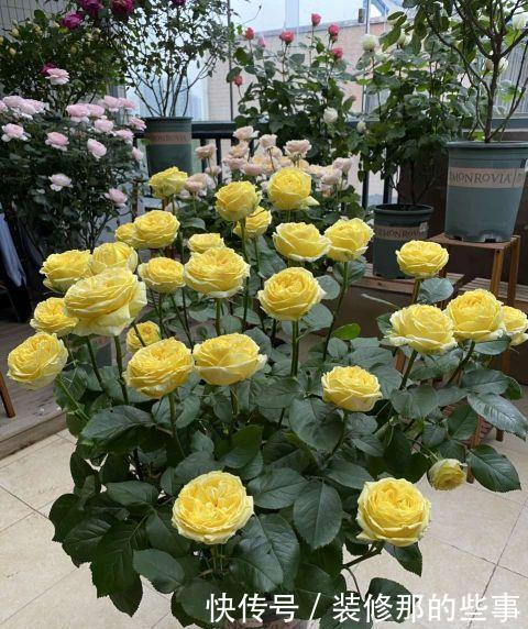 花苞|月季花上的花苞少的可怜,做好施肥三部曲,满树花苞回报你