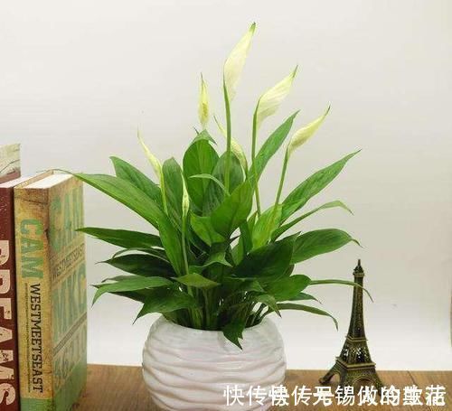 养花的时候加点这种水,花卉们跟喝了药一样,长疯了!