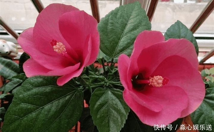 花期|两种花能开180天,8月养2盆天天有花看,真漂亮