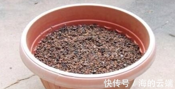 花土|君子兰萎靡不振该怎么办?用完这3样肥料,植株马上变精神