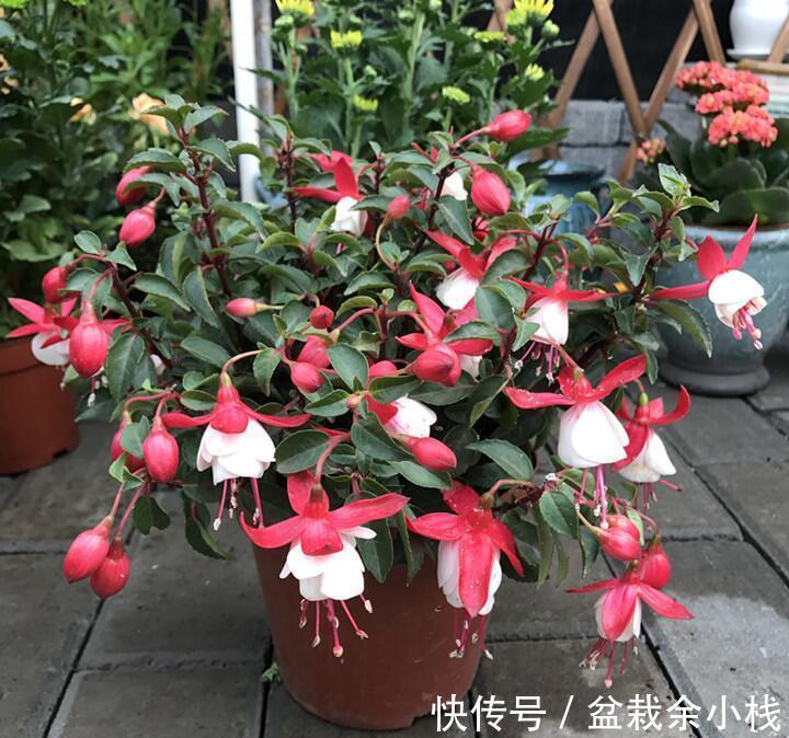 它盛开中的花朵像一个个灯笼,挂满枝头真喜庆,好看又好养