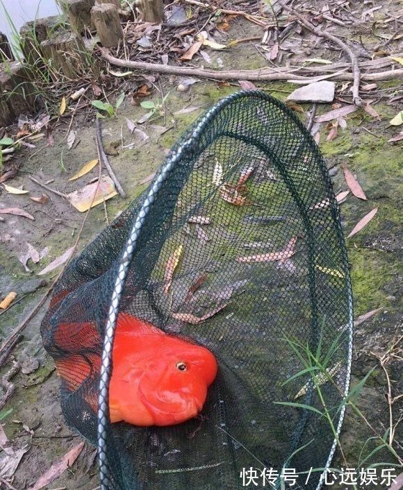 罗非鱼|这鱼在漠阳江快泛滥了,钓鱼人:到处都是,所幸还好吃