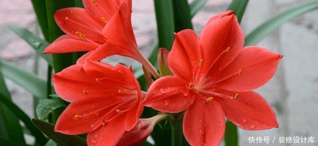 想要阳台四季如春,有花赏,5款植物少不了