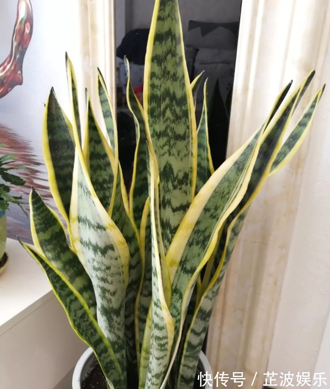 绿萝浇啤酒,文竹来勺糖,1个月嗖嗖长2米!