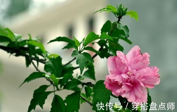 排毒养颜|神奇!这种花开花100多天,剪根枝条就能活,养一盆真不错!