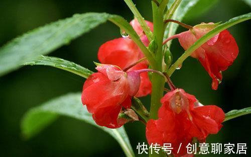 戈壁|8月10日-8月21日,庭院选这几款花,便宜又好养,花色美轮美