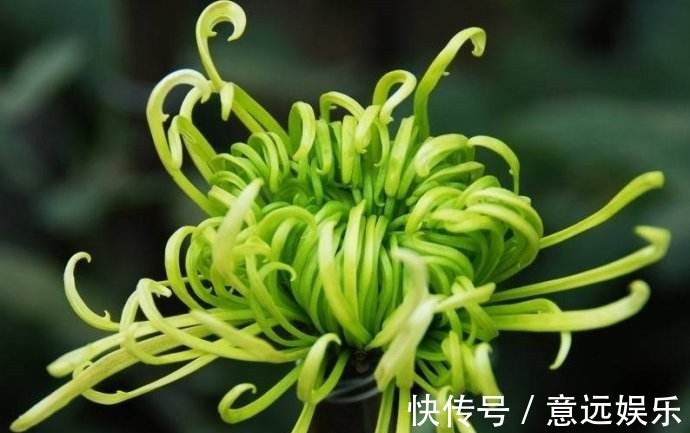 中叶柄|喜欢养花，不如养盆“菊花贵族”绿江南，似碧玉非常，高贵典雅！