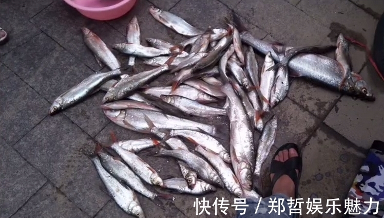 钓鱼人|冤不冤?江西钓鱼人网上炫耀渔获,被网友一致吐槽