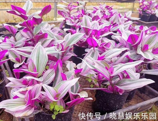 九种“养不死”的花,绿萝只能排最后一名,再养不活只能买假花了