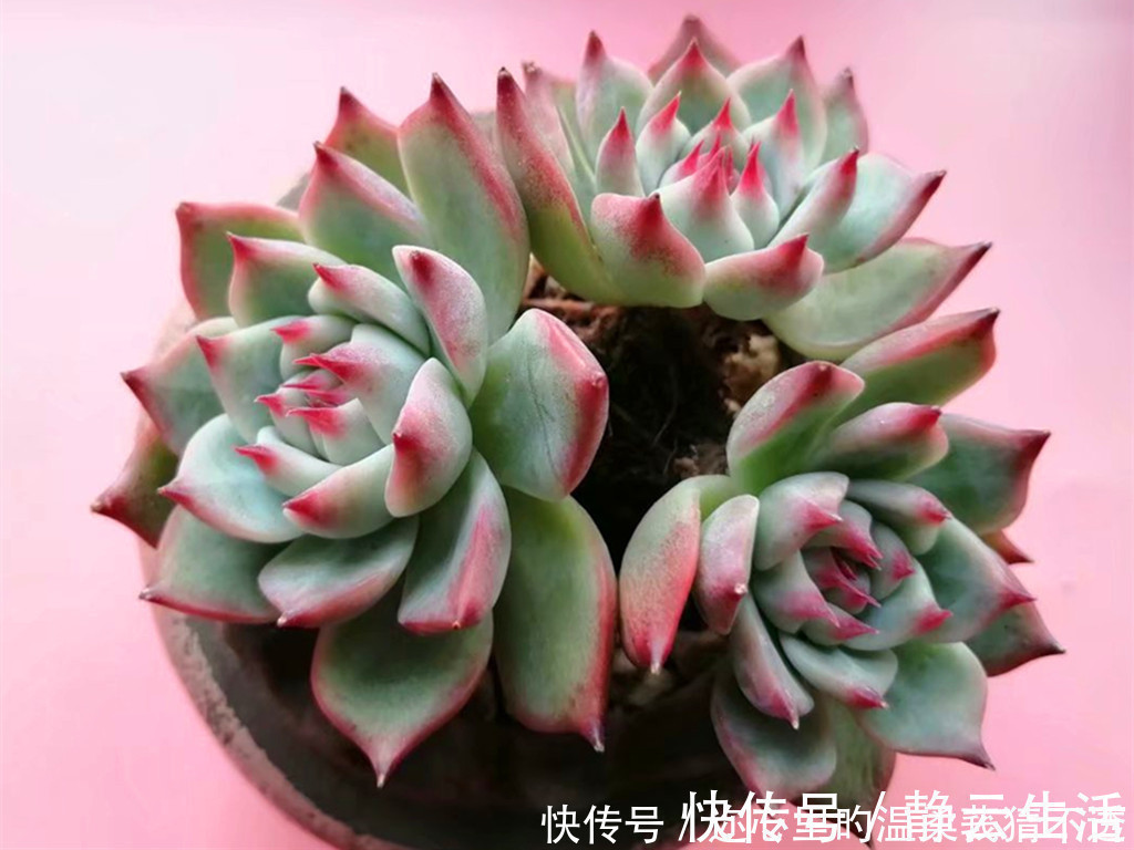 浇水|养多肉经常走进的3个误区,大胆走出来,你的多肉会越来越美