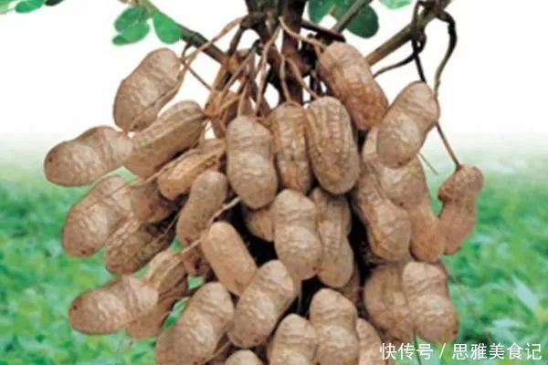 花生米|中医坦言:熟花生和生花生相比,哪个更营养?别再错下去了,会吃才健康!