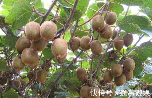 营养|孕期妈妈要多吃4种水果,营养丰富,能够促进宝宝生长发育