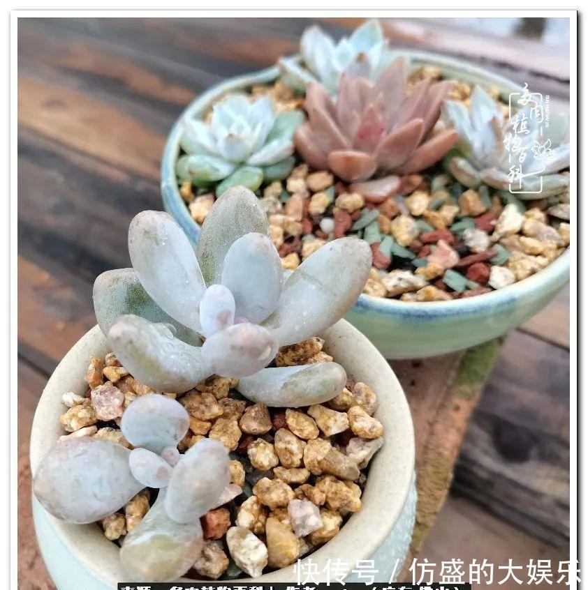 阳台上|养多肉,慢慢来,我们一起沉淀再绽放!