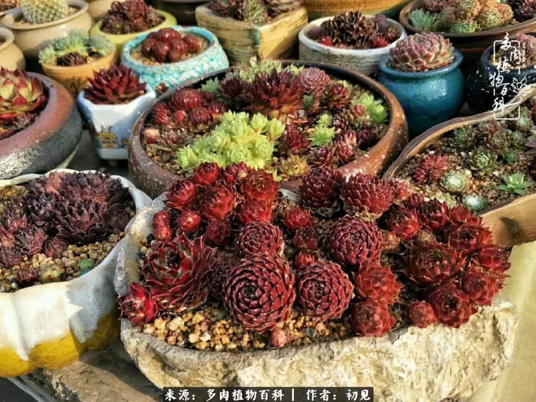 养多肉四周年，从初见到爱恋！幸福一直藏在浅薄的日子里！