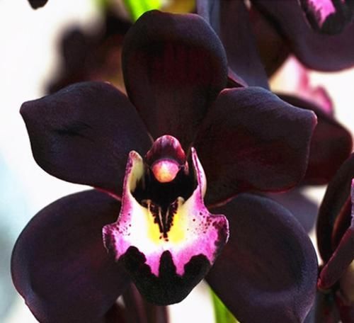  兰花|矮种墨兰“黑雪姬”，黑杆黑花，香味浓郁，自带仙气，新手也能养