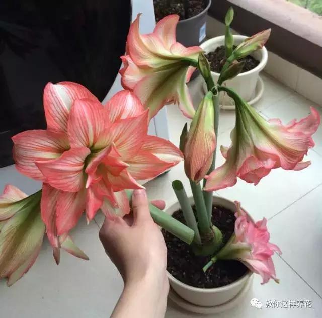 朱顶红|种了1个洋葱头,没想到花开巴掌大!越看越美!