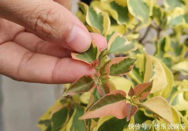 给三角梅催花 注意区分花芽与叶芽 合理施肥 让它快开爆 粉紫色 给三角梅催花 注意区分花芽与叶芽 合理施肥 让它快开爆 粉紫色