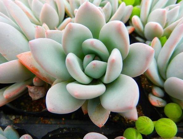 养殖''懒人花''多肉植物,盆栽牢记4点,个个染上漂亮糖果色