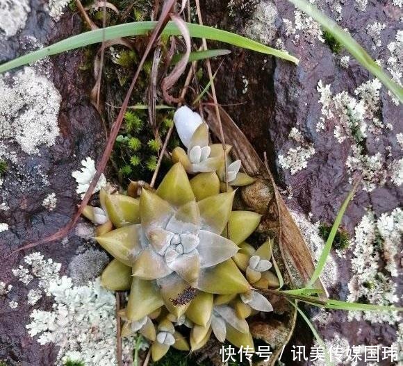 喷洒|价值过万的“三多肉”,一上色就惊艳全场,颜值之高让人大开眼界