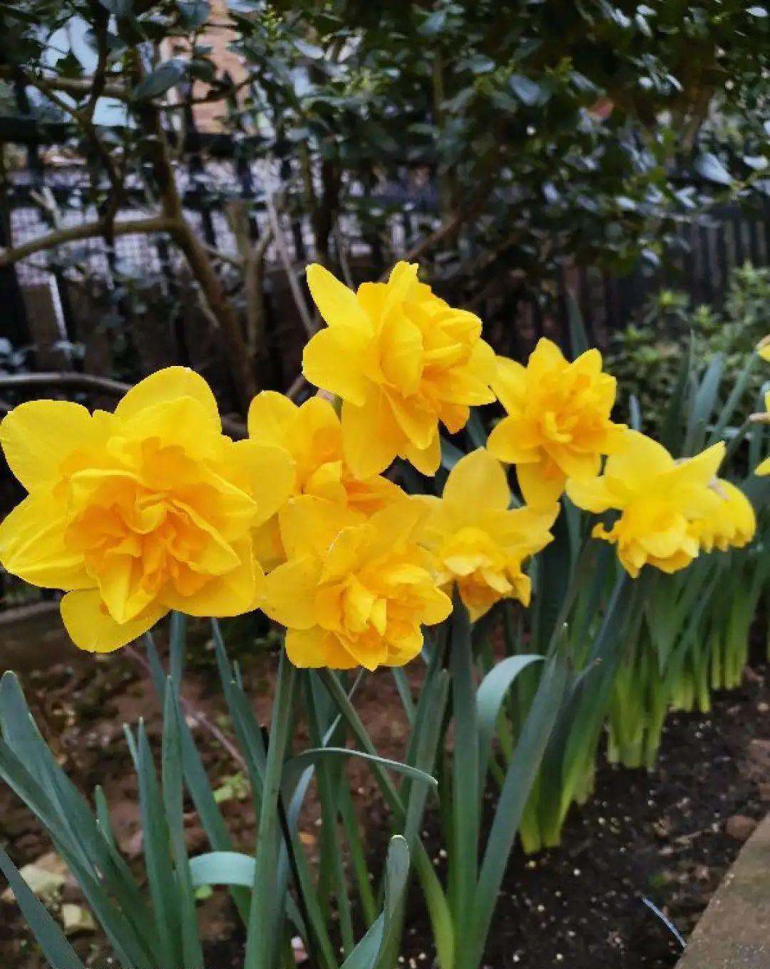 秋天|秋天必养的11种花，冬天特别耐寒，南北方都能养