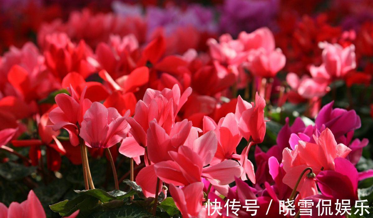 长期|4种适合室内长期养的花卉,个个都是颜值担当,而且还容易养