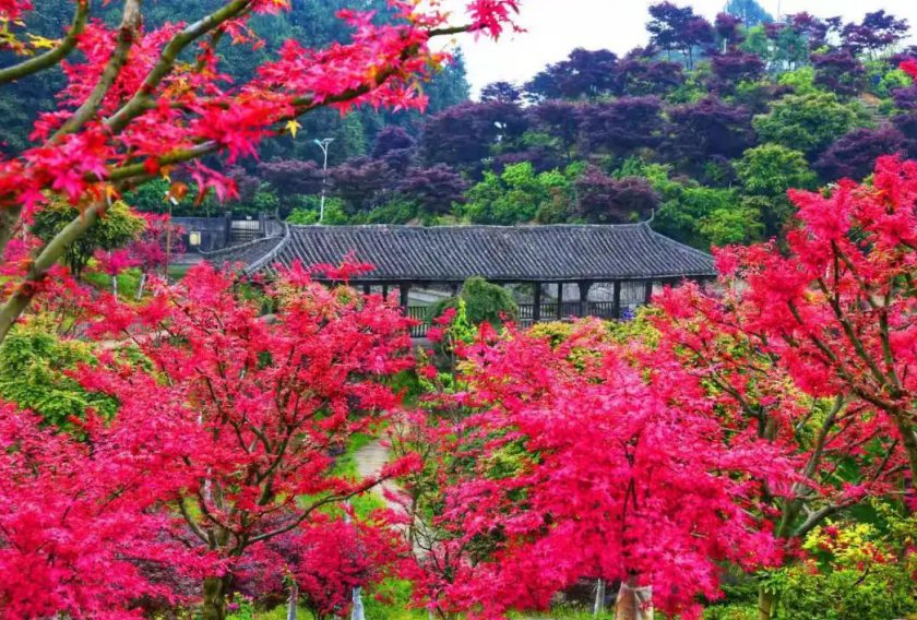 巴南区|端午佳节“粽”香巴南区圣丁镇五洲园，来赏夏季红枫全国独有景观，门票无限量免费送!