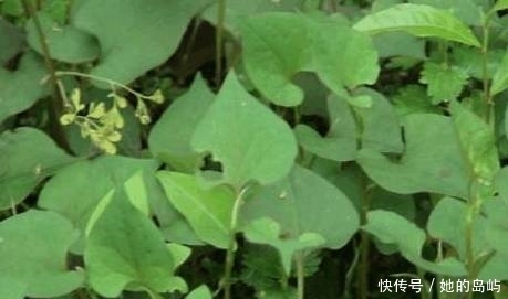 绵菜|夏天天气热，农村最该吃的4种野菜，能解毒润肺治感冒，你吃了吗