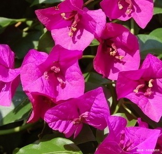 家养三角梅总是难开花做好这些细节,开爆满盆不是梦