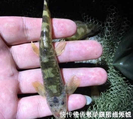 鱼塘|小伙钓鱼,大丰收,晚上妻子开心的打开鱼笼,瞬间给笼子甩的老远