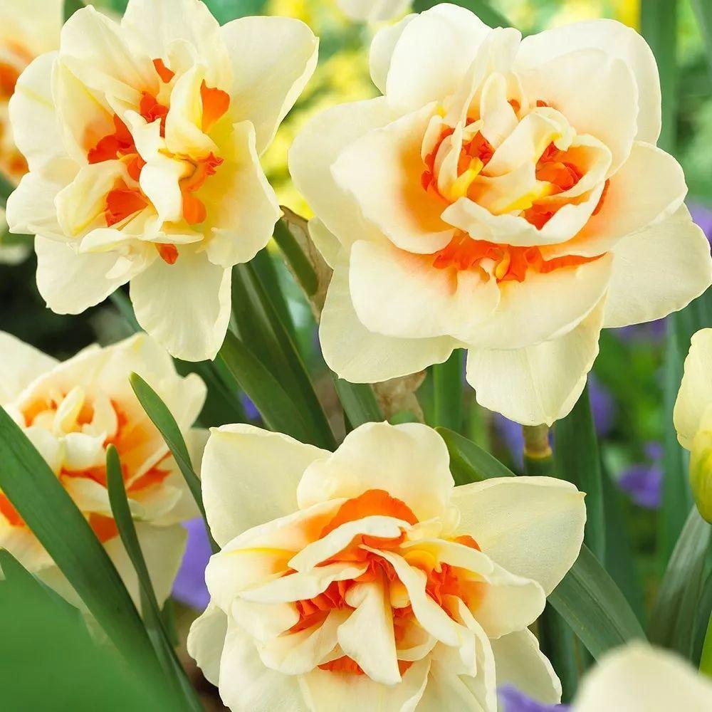 这花真能开,4个球开出28朵花,一颗就能开爆盆!