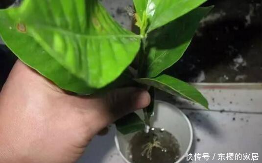 降成本养花,6种花1根枝变1盆,加点它,插多少活多少