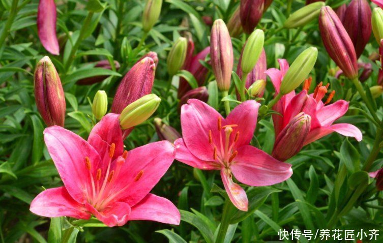 种花|北方花园必养的6种花，花大花多花期长，而且好养又耐寒