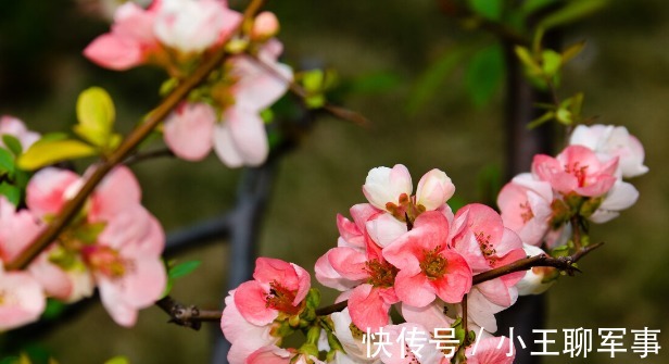 庭院无树，无福无禄？有院子就种15种树，随便选一种，吉祥又好看