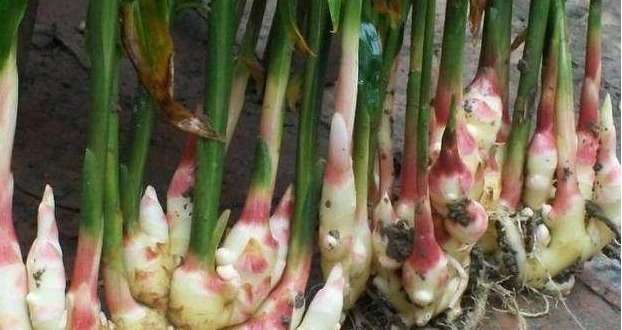 老妈把生姜扔盆里，叶子比富贵竹还漂亮，再也不用花钱买生姜了