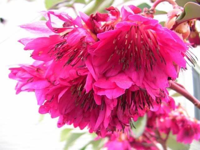 喜欢菊花吗那就养盆“荷兰菊”,花比叶多,冷热不忌,四季栽培