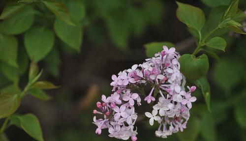 丁香|老中医献方:一味草药,放在嘴里嚼一嚼,暖心暖胃暖脾暖肾暖全身