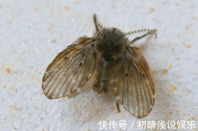 卫生间潮湿，会有很多小飞虫，大家有什么妙招可以解决？