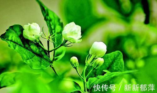 阳台上|这种皮做成的肥水,养茉莉花,一个月长花苞,连开两次