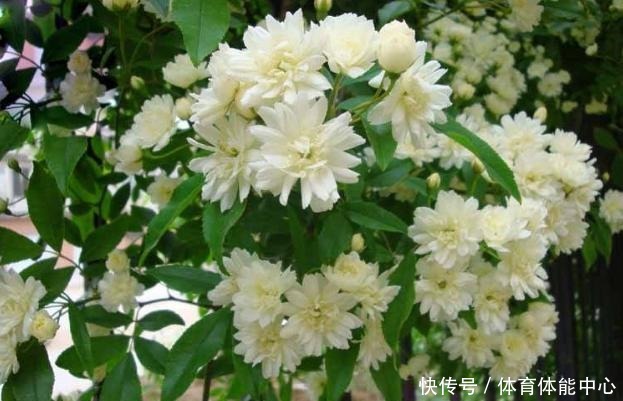 院子再小,也要养棵它,2年长一片,开花特别美,左邻右舍都说香!