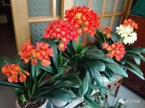 叶片|君子兰还不抽箭？“戴个帽子”最好使，坚持20天，开花太容易