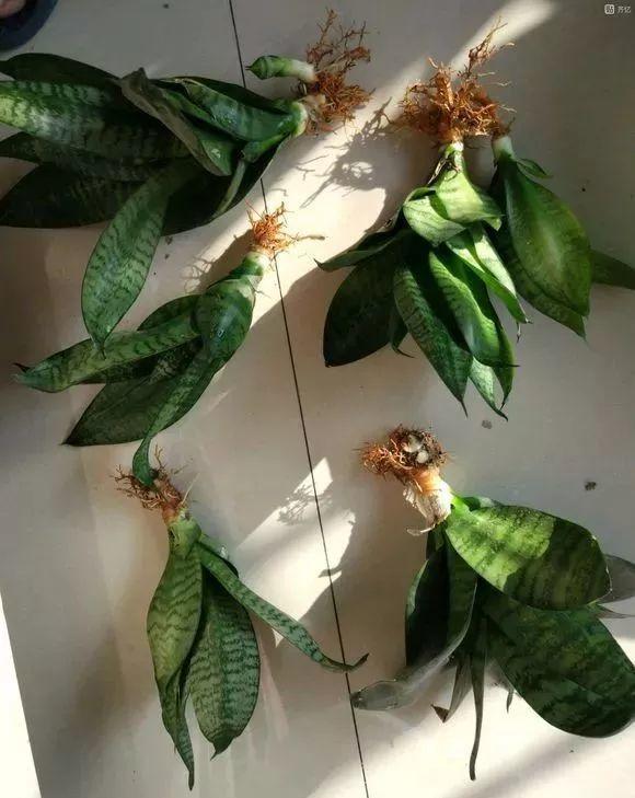 扦插|不用扦插,养花1盆变10盆,把根一掰,成活率翻倍!