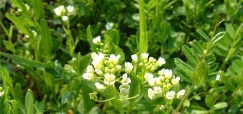 中年|3種農(nóng)村野外常見(jiàn)的野草,不僅是美味的野菜,還有很好的養(yǎng)生功效