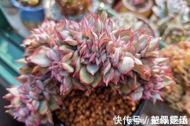 春天养多肉,半个月就变成“胖墩子”,叶子又肥又圆!