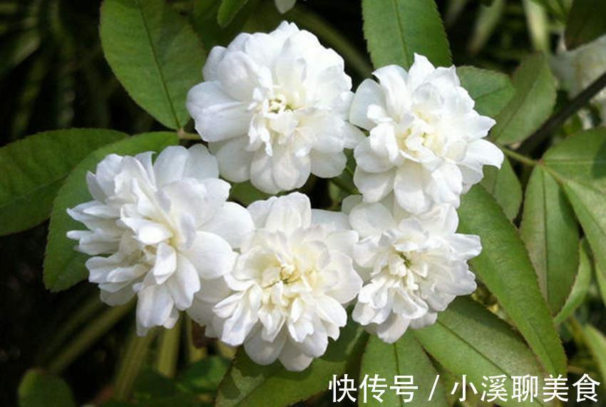 七里香|此花比啥花都香，沾土就活，花开大半年，家养一盆香味十足