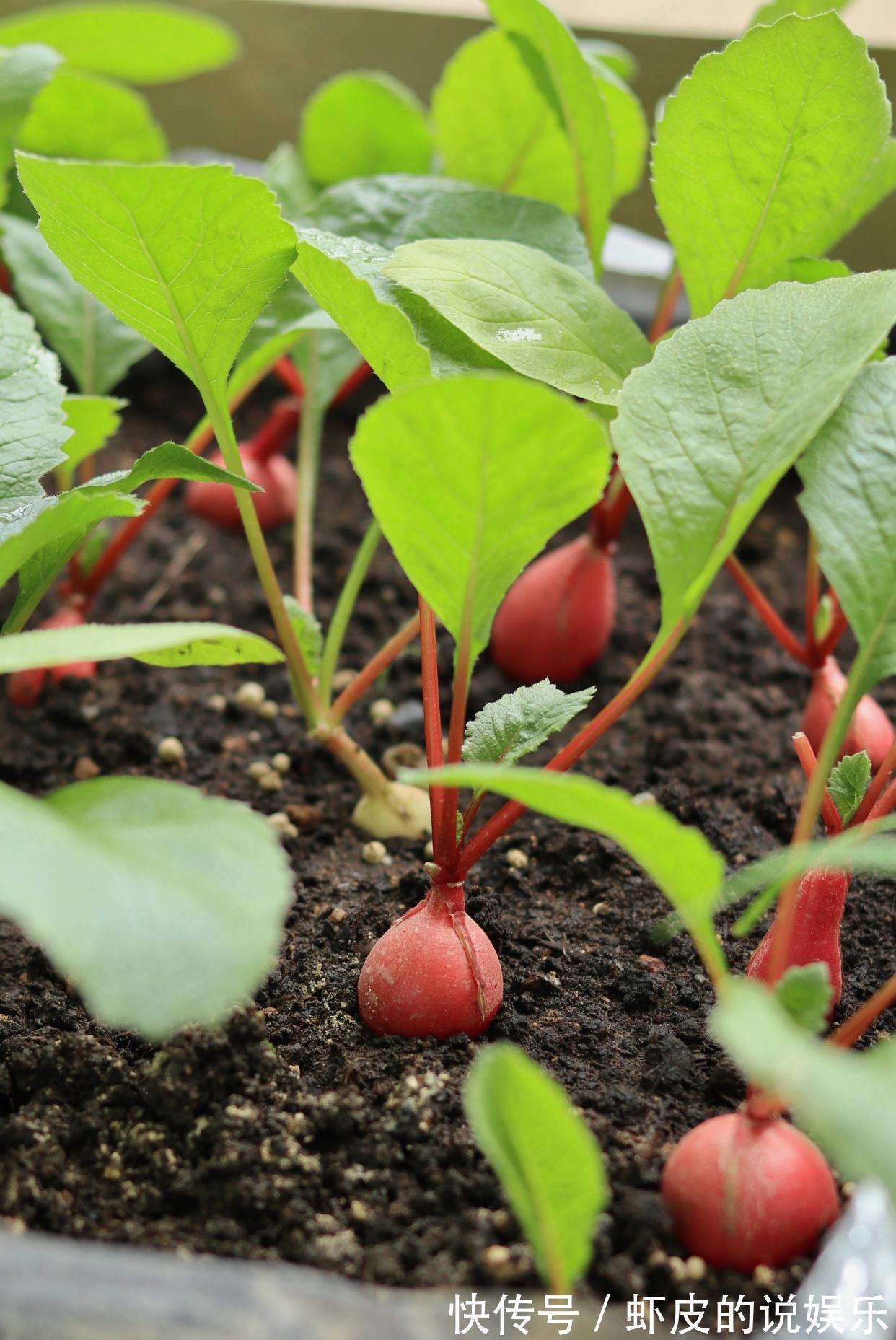 阳台上|家庭种菜,选择这4种,长势旺盛、生机勃勃、硕果累累