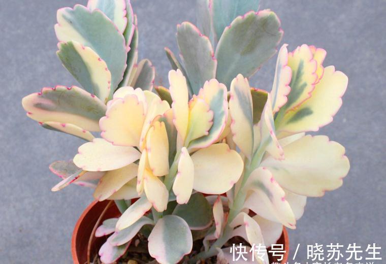 多肉蝴蝶之舞,微风拂过时,其叶片就像翩翩起舞的彩蝶,迷煞人也