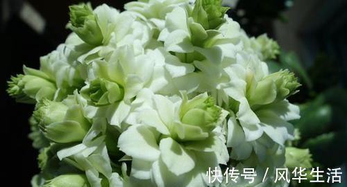 最有仙气的花卉,号称爆盆小能手,花名浪漫,花色珍稀,四季开花