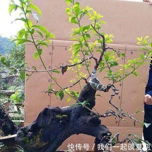 弹子|李大爷喜欢上山找树桩,样子奇形怪状也能变身,最后变成大气盆景