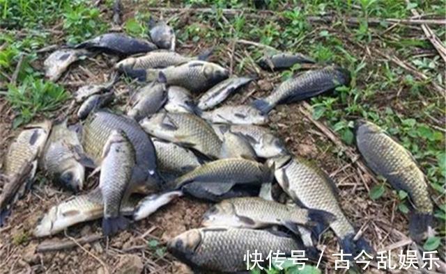 秋季|秋季分“三色”，秋季不同阶段，鱼在不同位置，钓位选择有变化